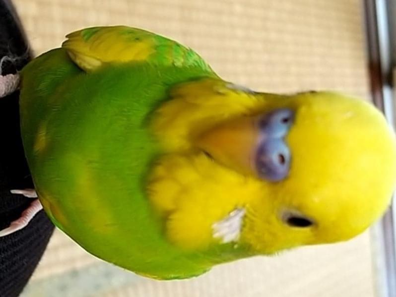 ぴーちゃん ぴーちゃん