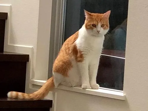 川口市 ビビリな茶白猫探してます