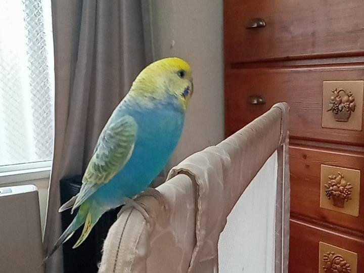 保護された鳥 保護された鳥
