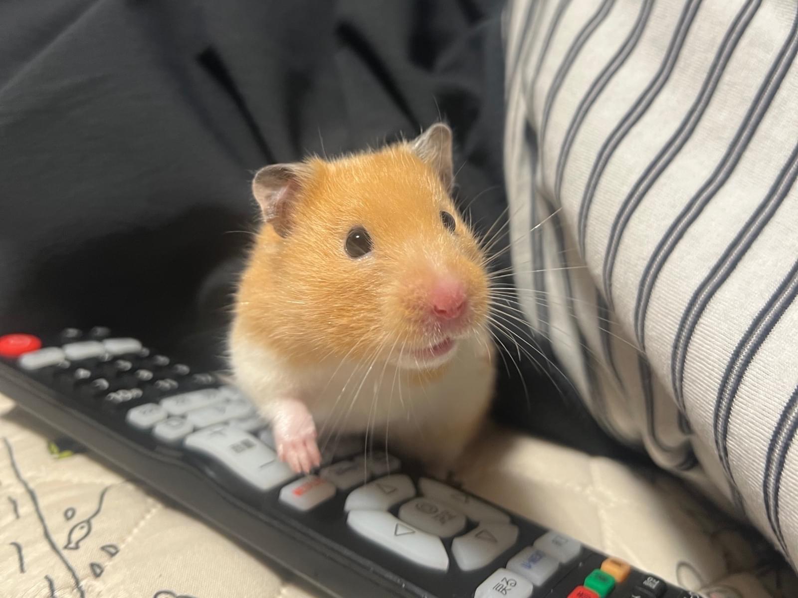 いろちゃん