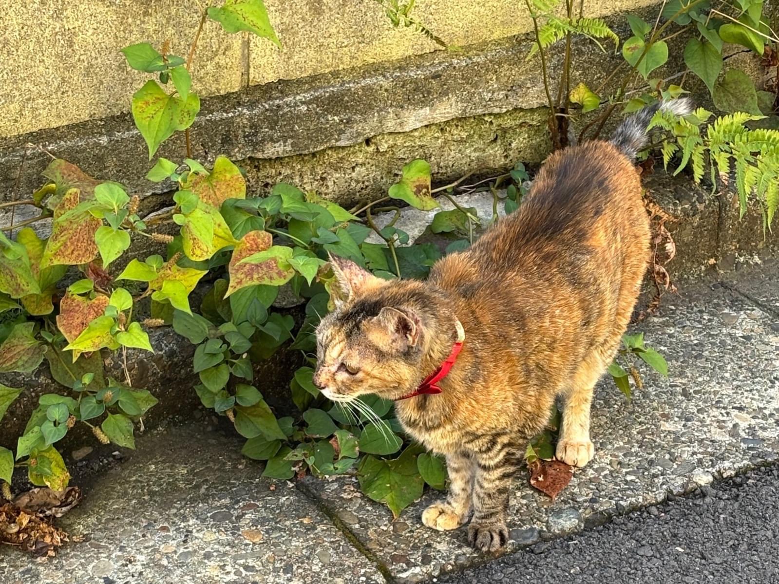 目撃された猫 目撃された猫