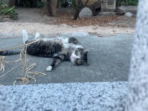目撃された猫 目撃された猫