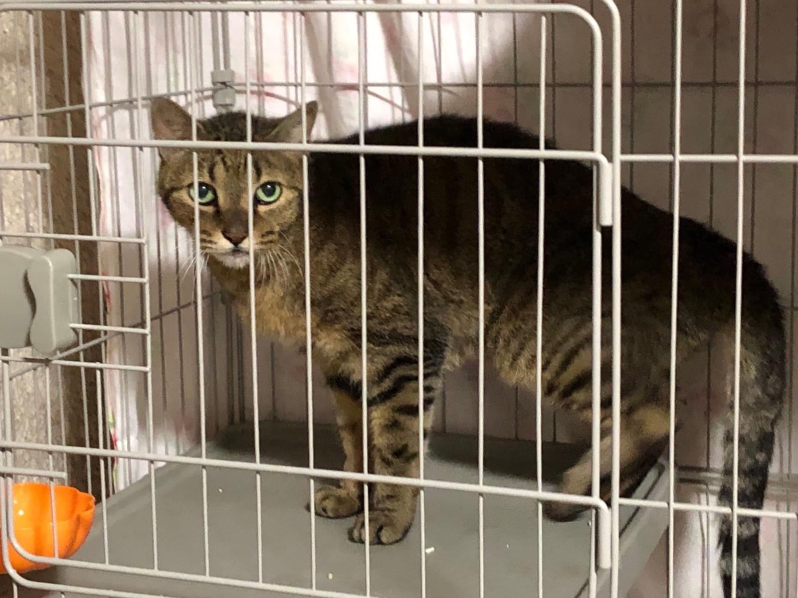 保護された猫 保護された猫