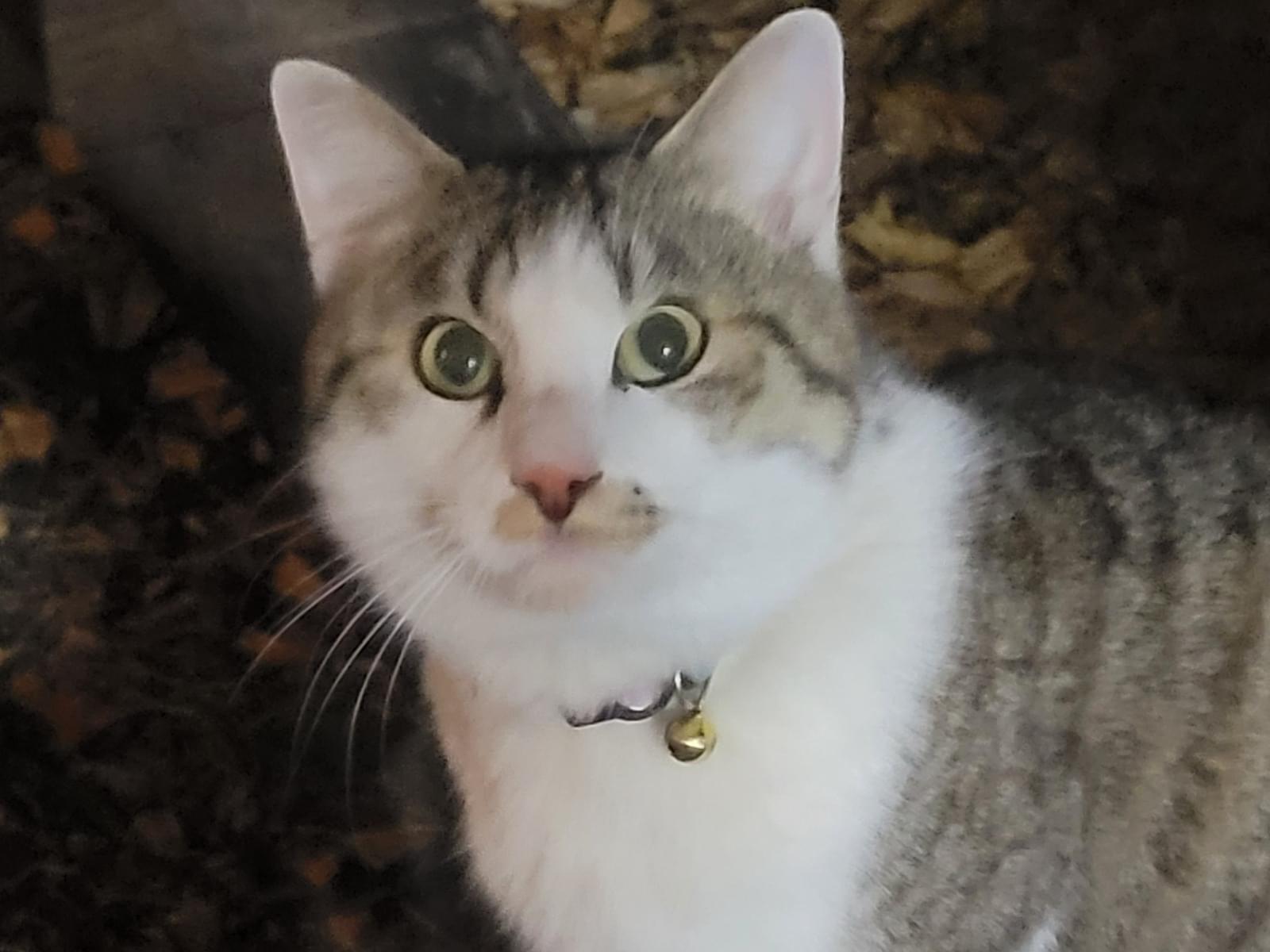 目撃された猫 目撃された猫