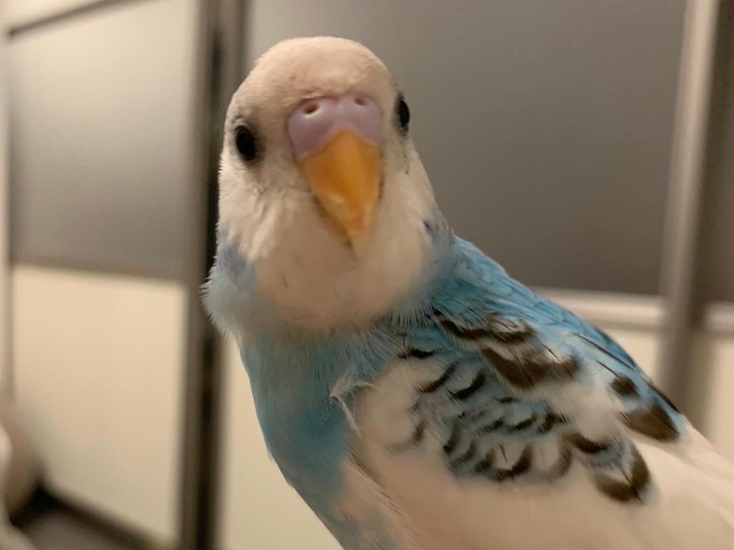 保護された鳥 保護された鳥