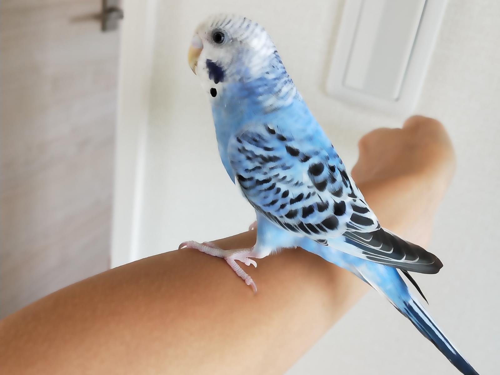 保護された鳥 保護された鳥