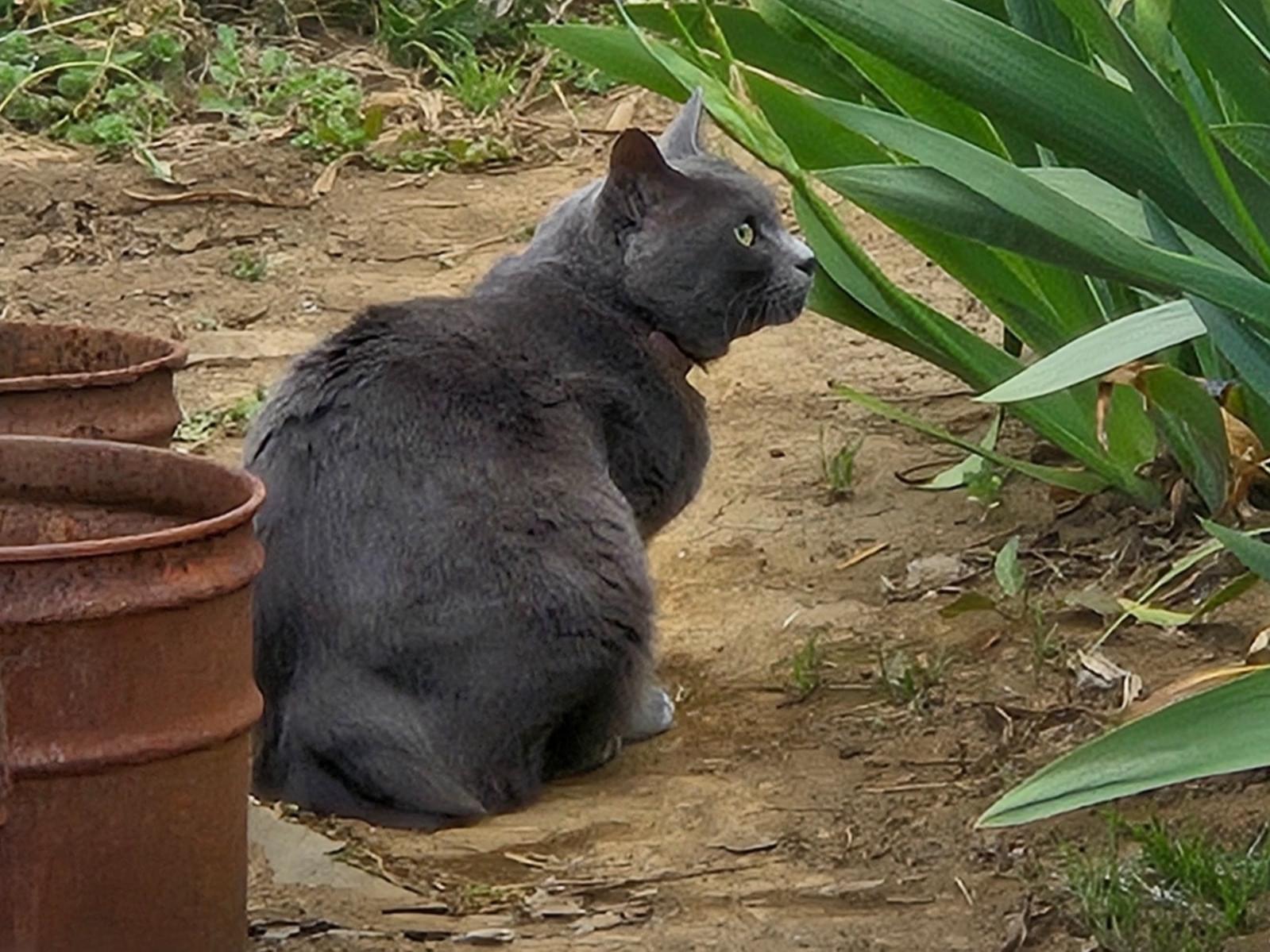 目撃された猫