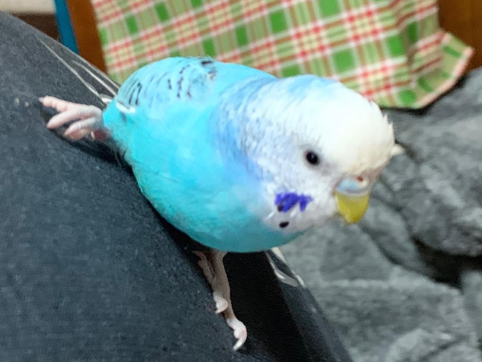 ポッポちゃん ポッポちゃん