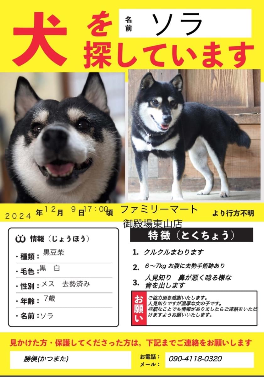 黒い豆柴の女の子を探しています 6〜7kg