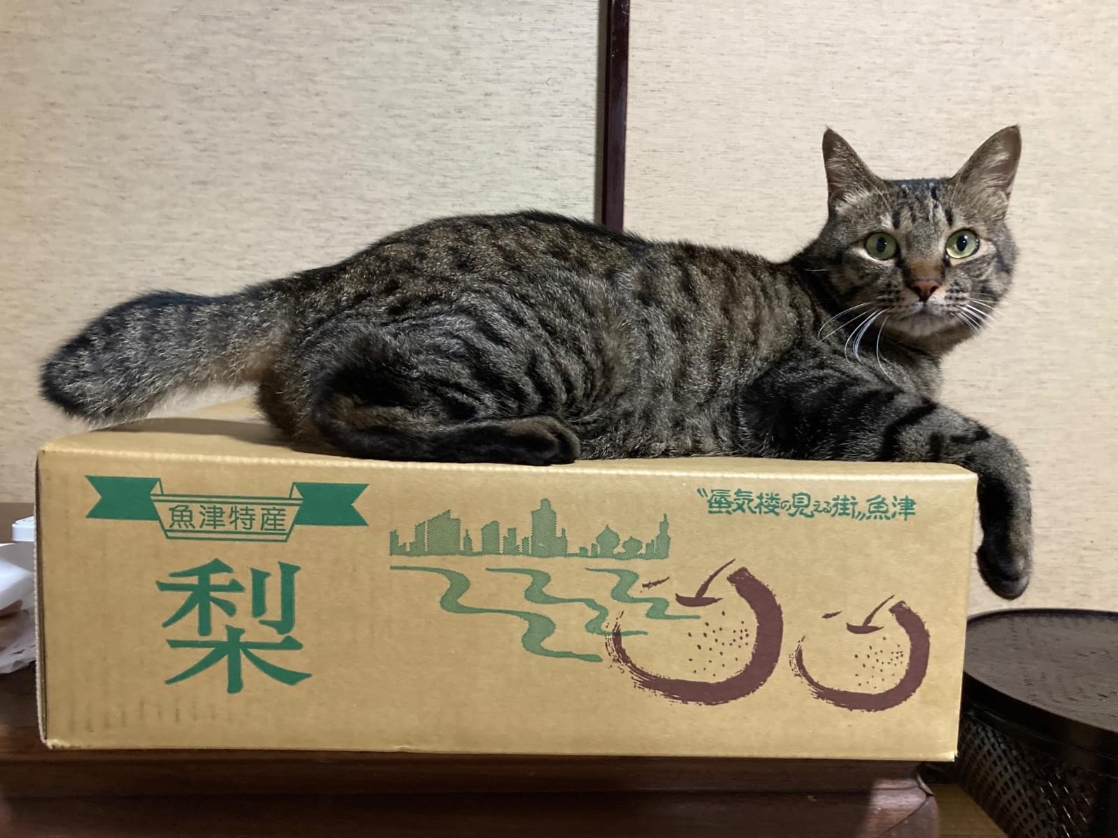 なつめちゃん なつめちゃん