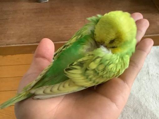 保護された鳥 保護された鳥