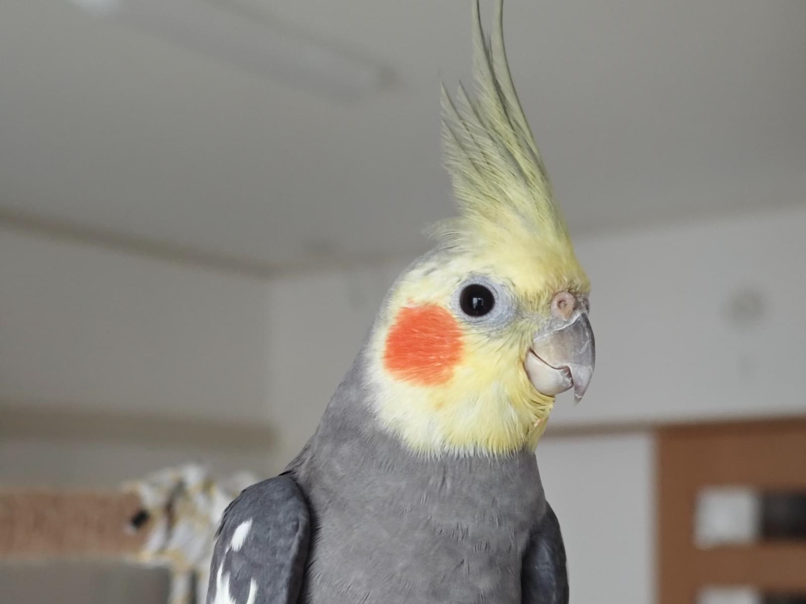 リツちゃん リツちゃん
