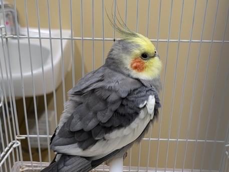 目撃された鳥 目撃された鳥