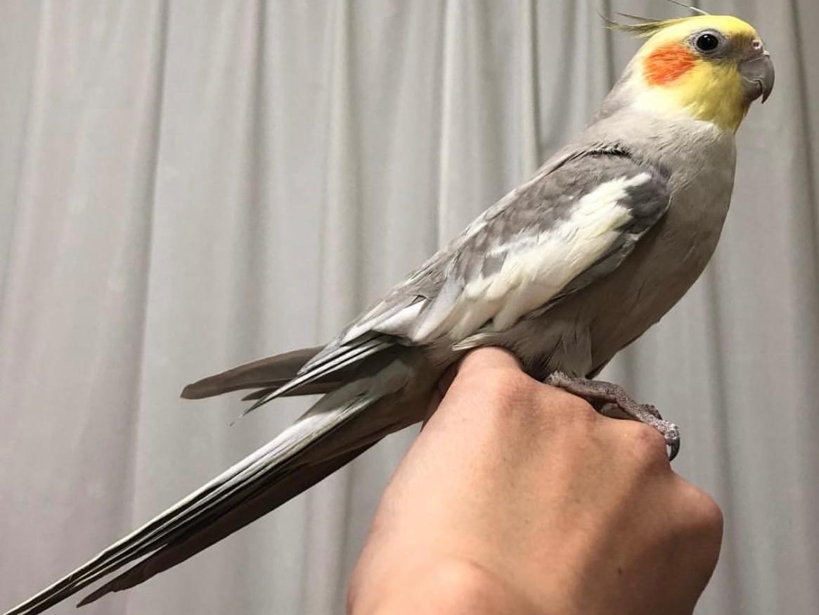 かやちゃん かやちゃん