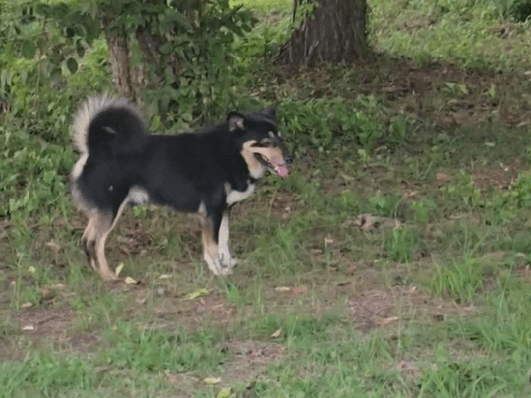 目撃された犬 目撃された犬