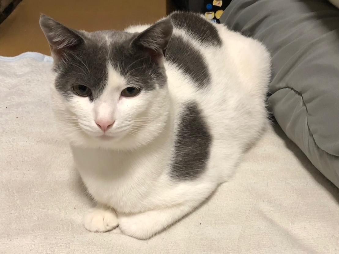 シャボンちゃん