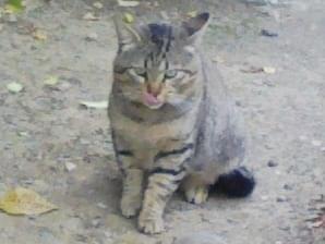 こどろちゃん こどろちゃん