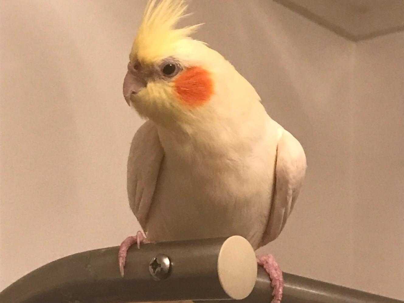 ぴいちゃん ぴいちゃん