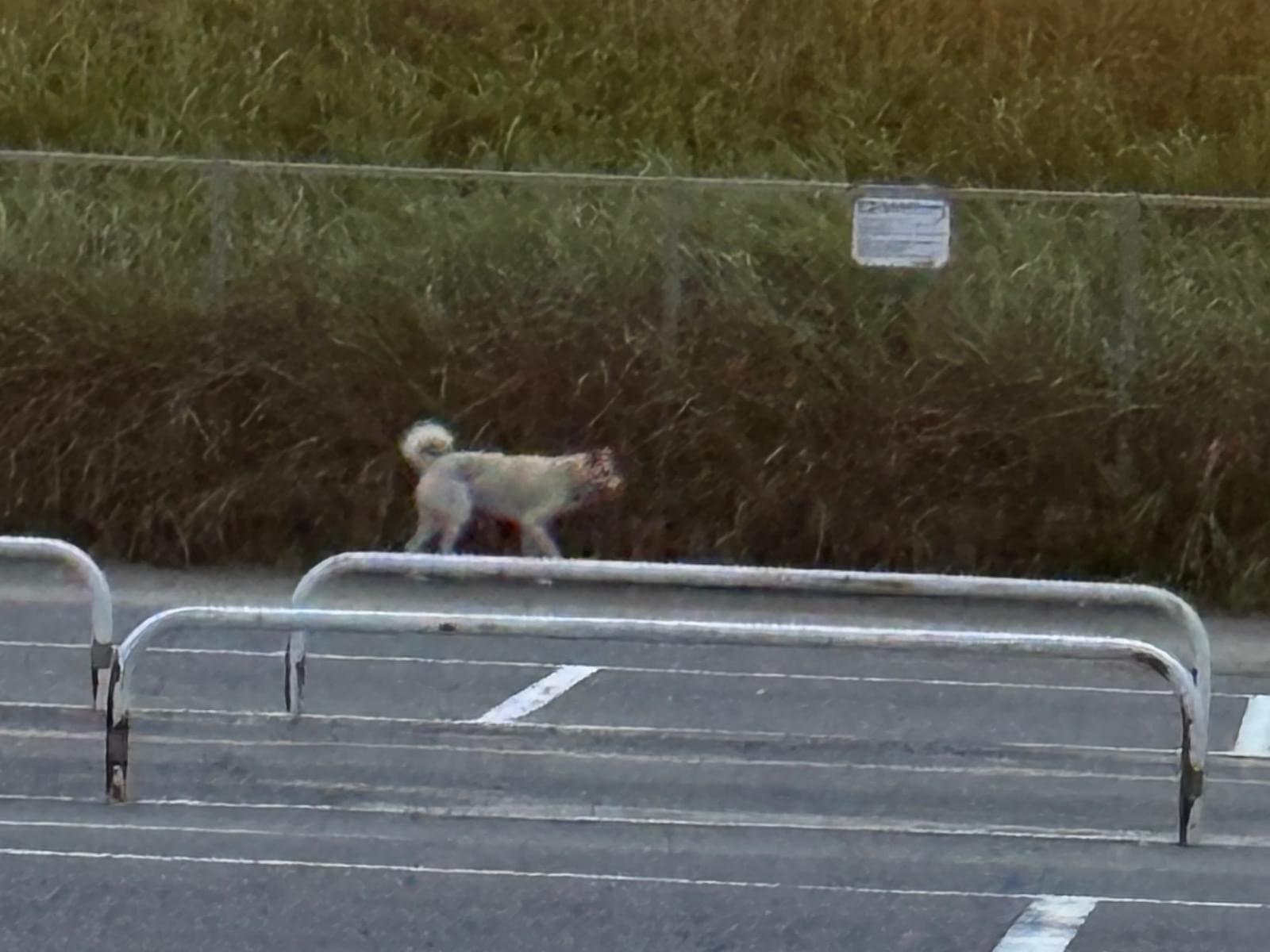 目撃された犬 目撃された犬