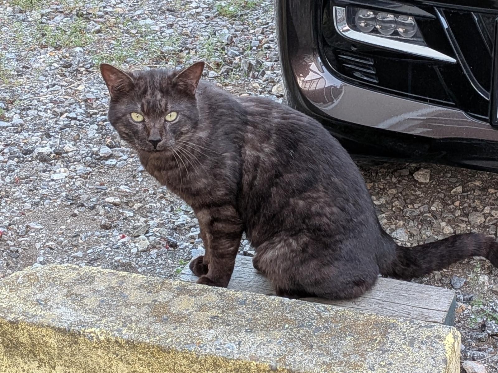 目撃された猫