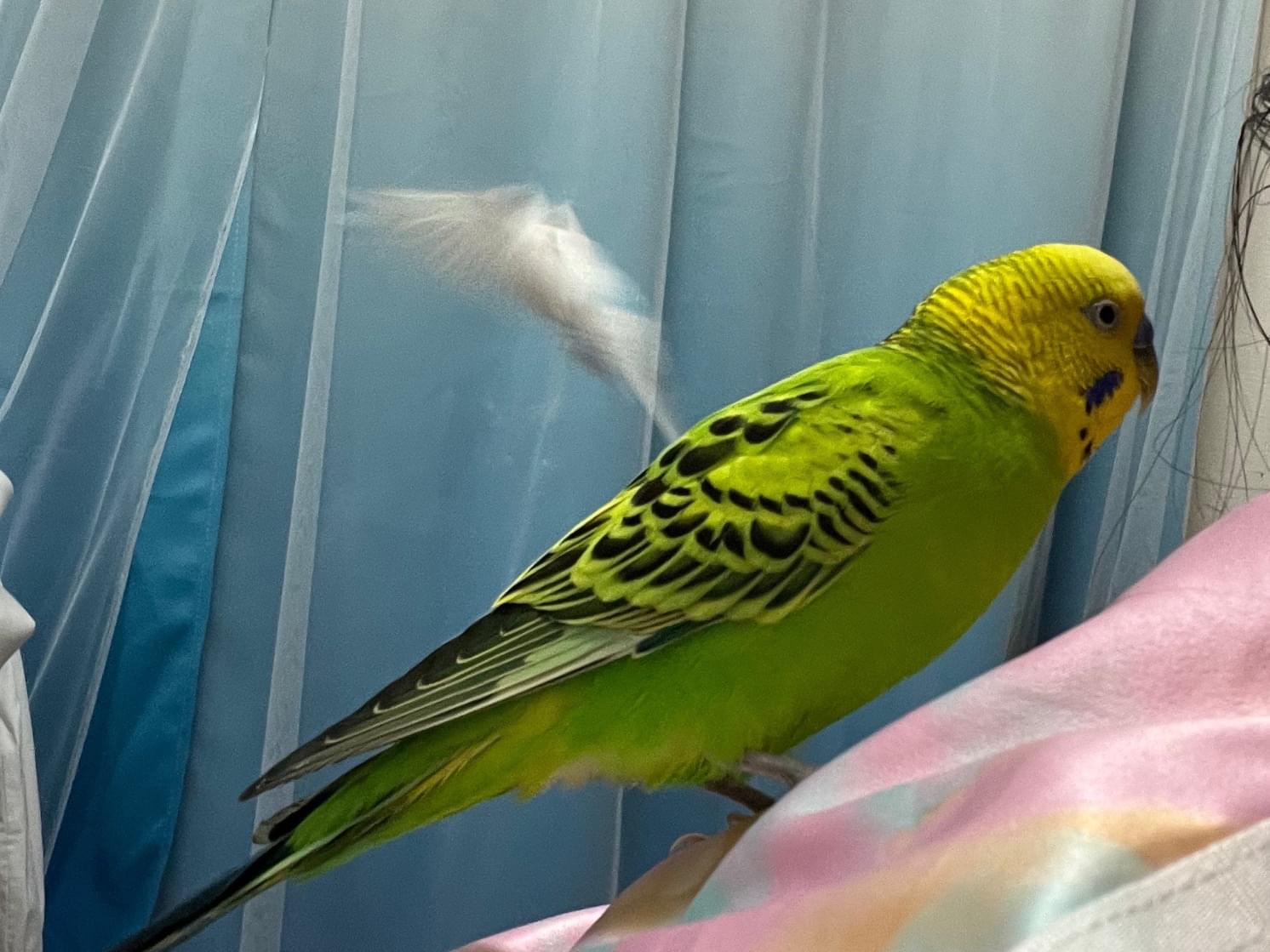 保護された鳥 保護された鳥
