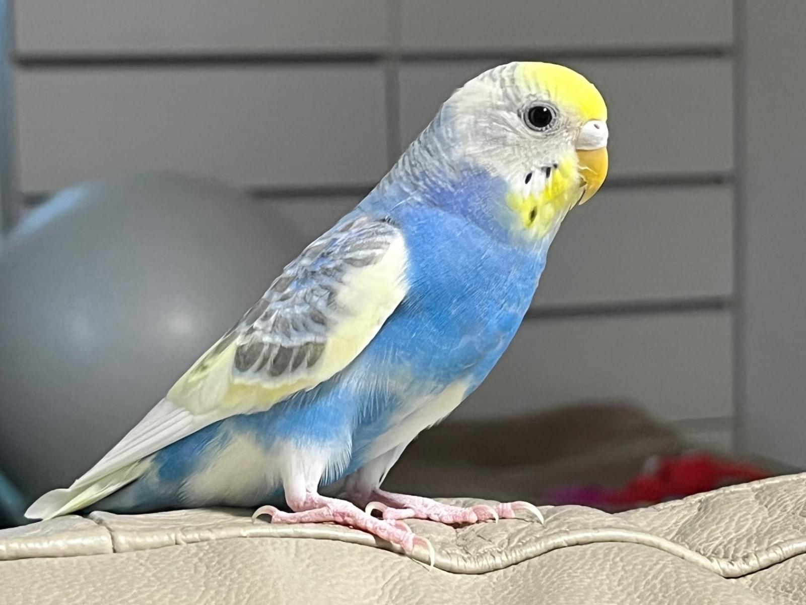 ちゅっぴーちゃん