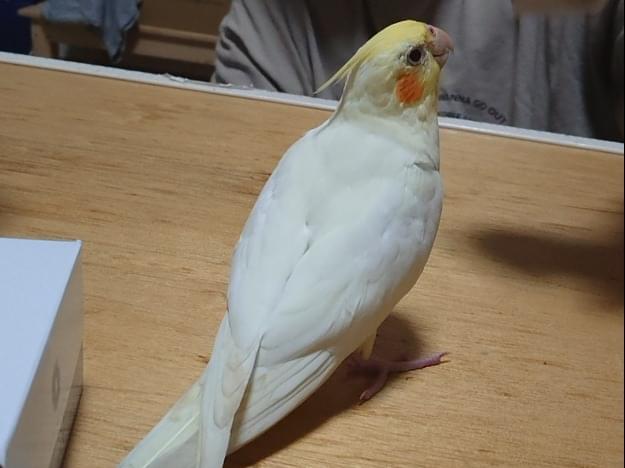 クックちゃん クックちゃん