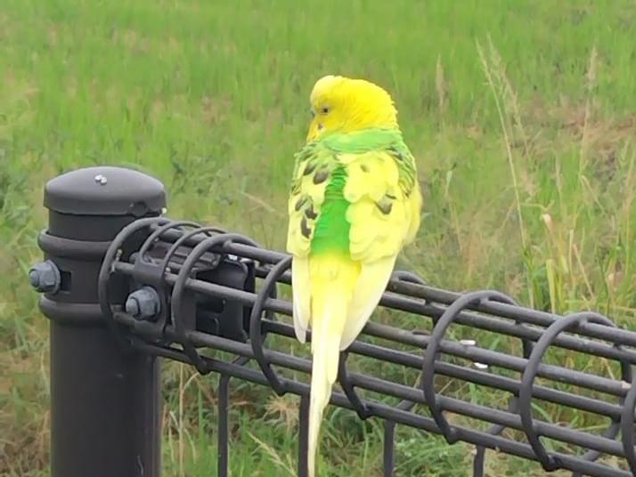 目撃された鳥 目撃された鳥