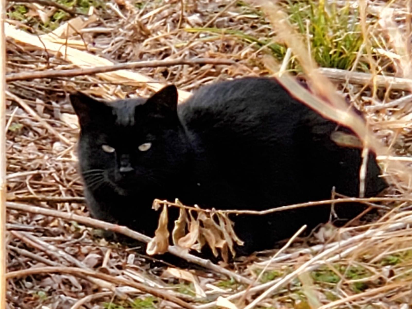 目撃された猫 目撃された猫