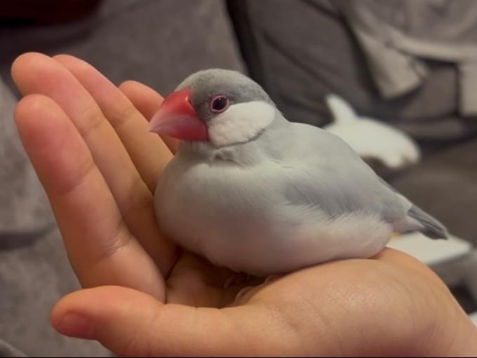 ぴーちゃん