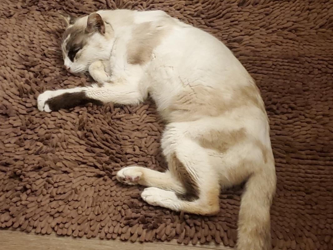 保護された猫