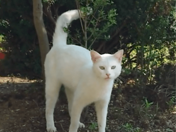 目撃された猫 目撃された猫