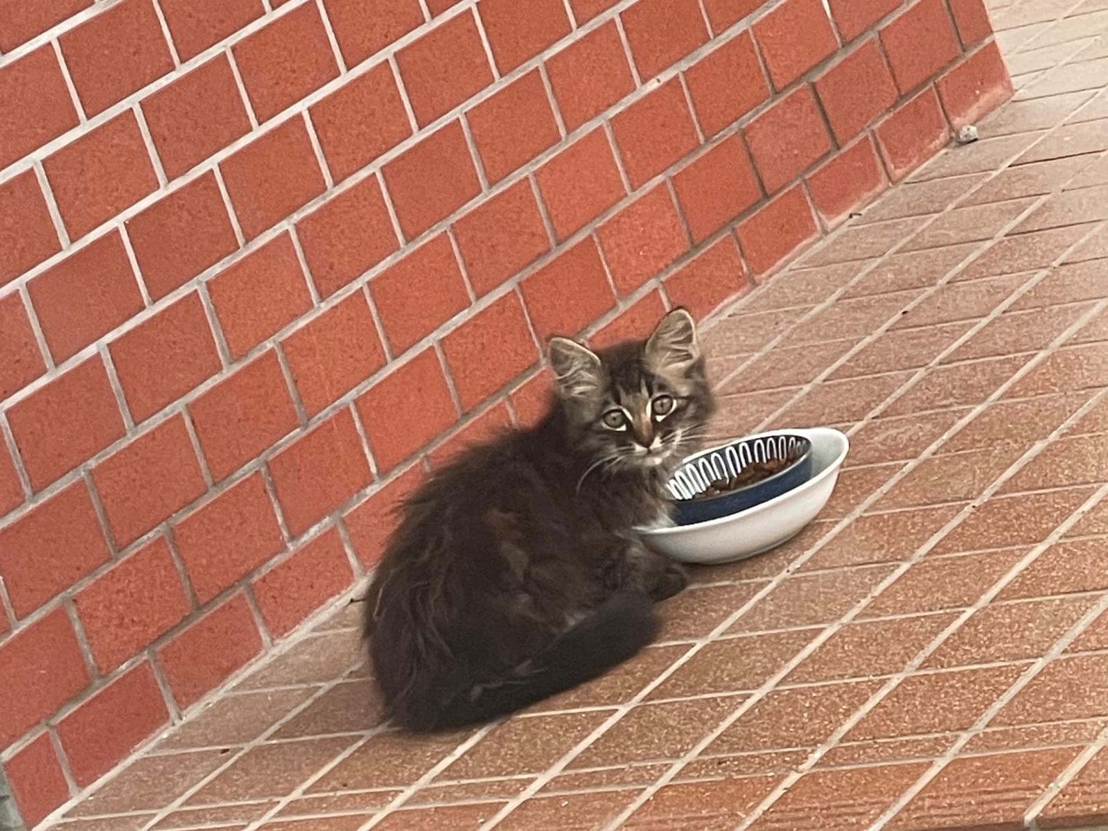 目撃された猫