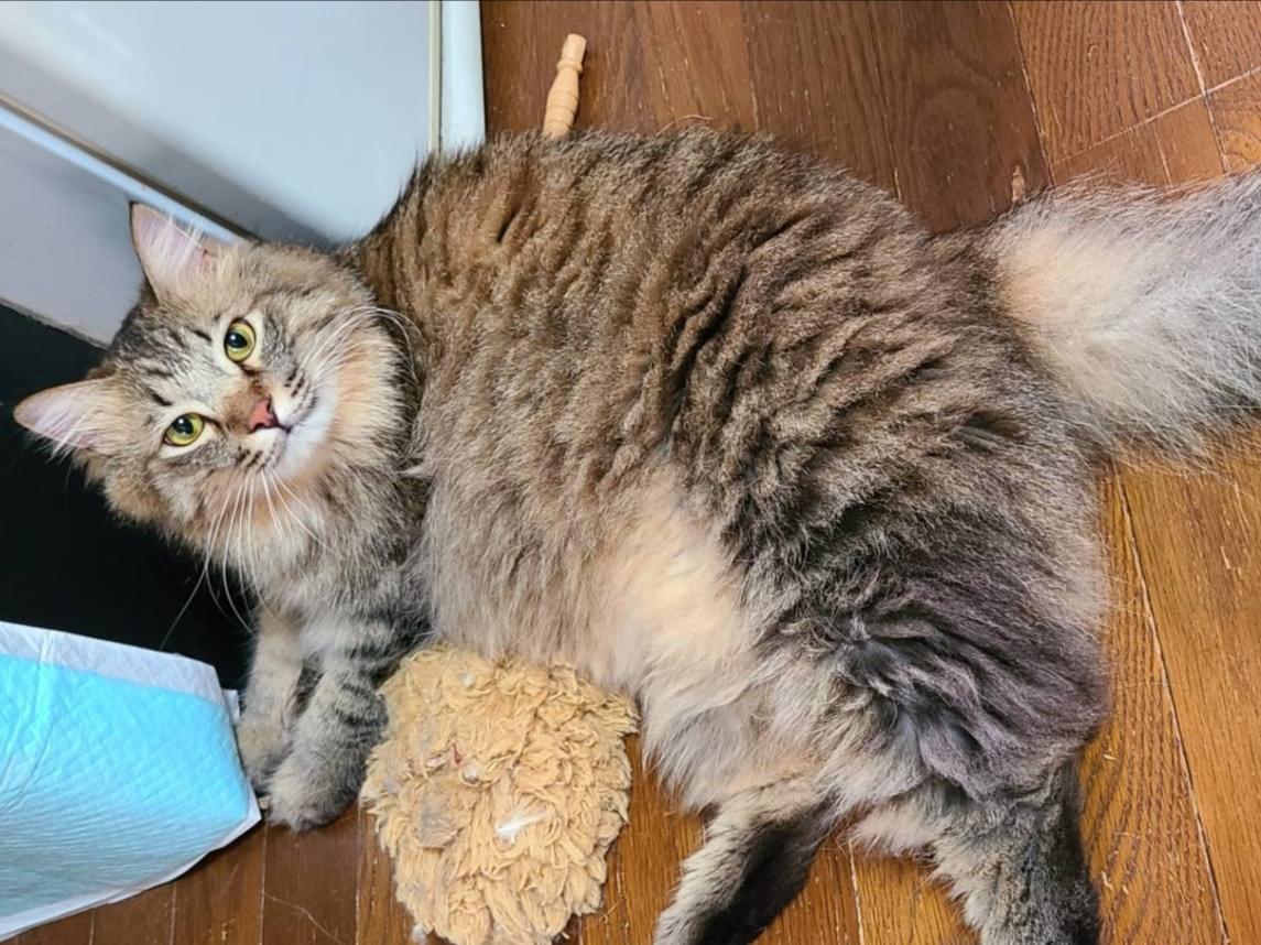 アルトリウスちゃん