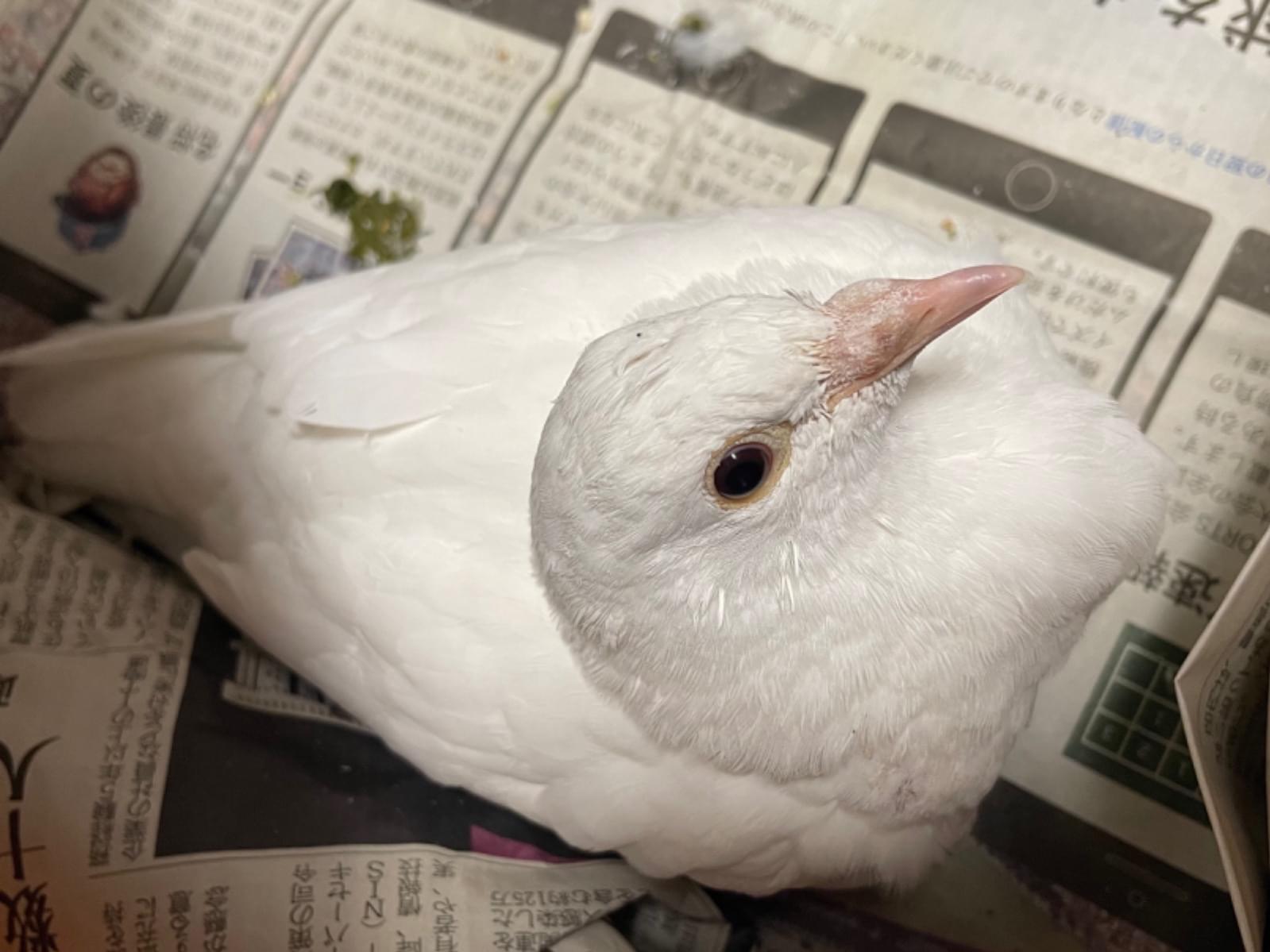 保護された鳥 保護された鳥