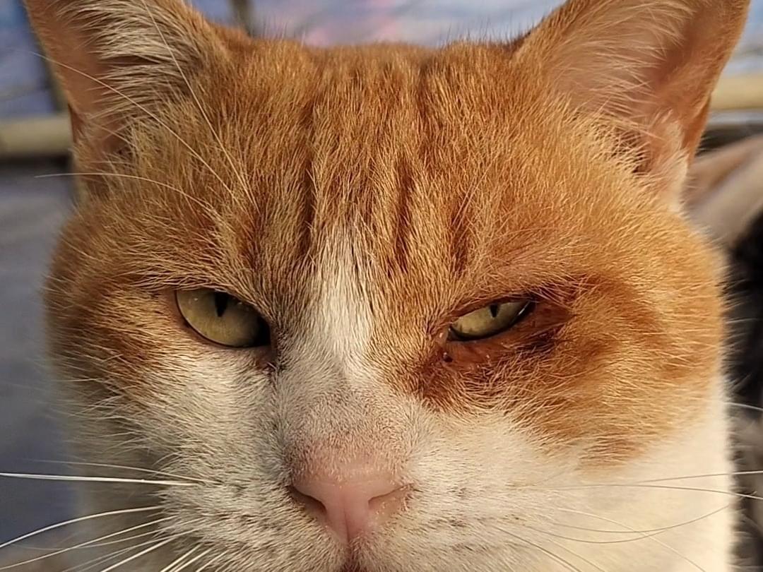 ワイモバイルちゃん