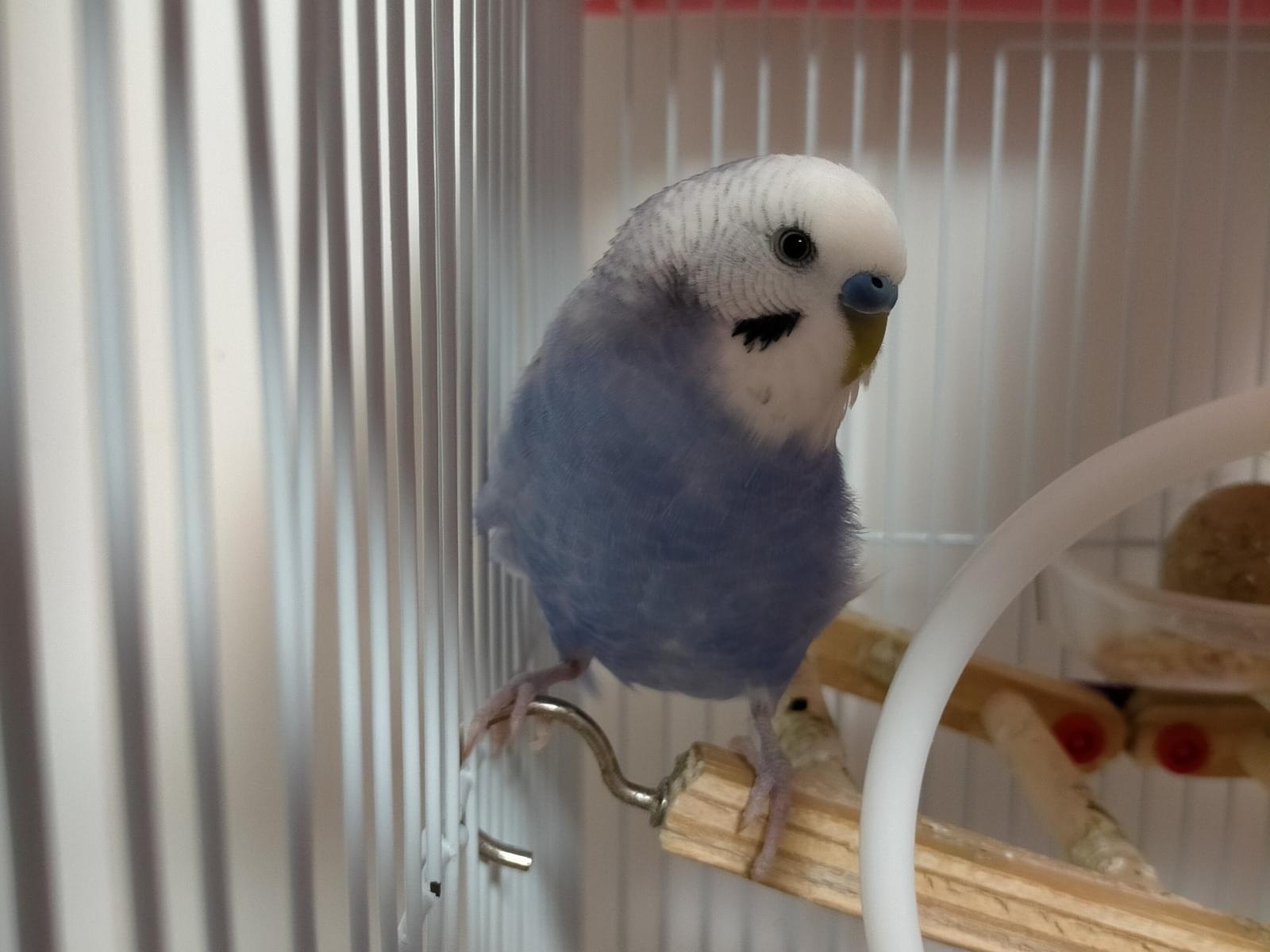 若ちゃん 若ちゃん