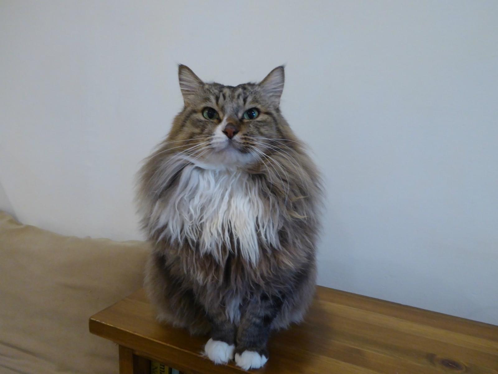 保護された猫 保護された猫