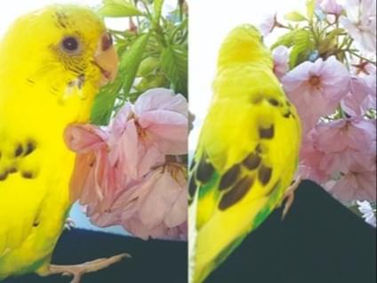 ゴマちゃん ゴマちゃん