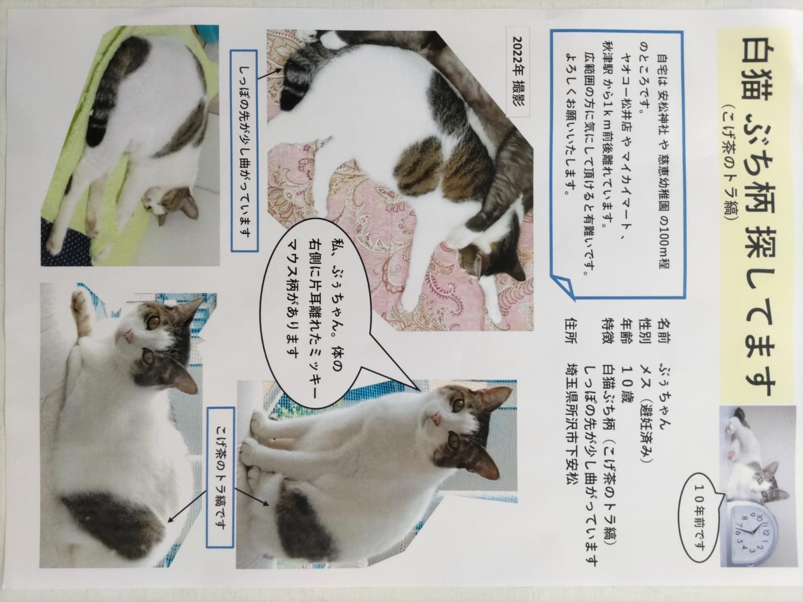 ぶぅちゃん ぶぅちゃん