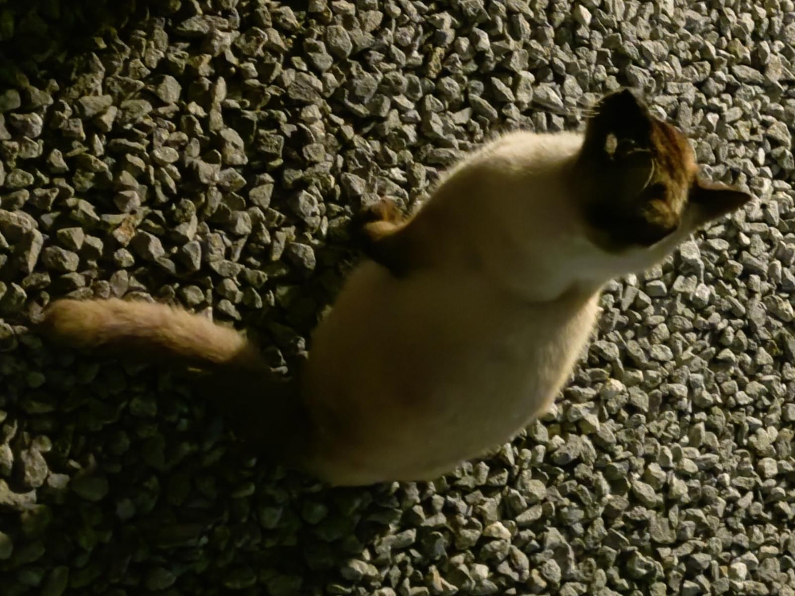 目撃された猫