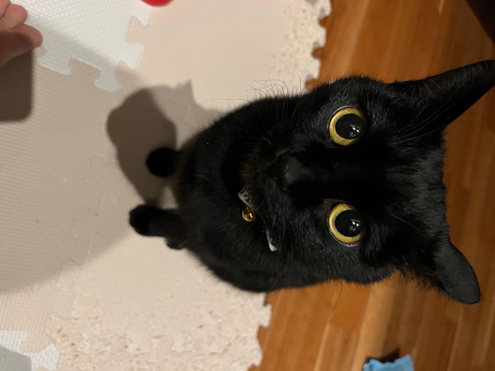 あんこちゃん あんこちゃん