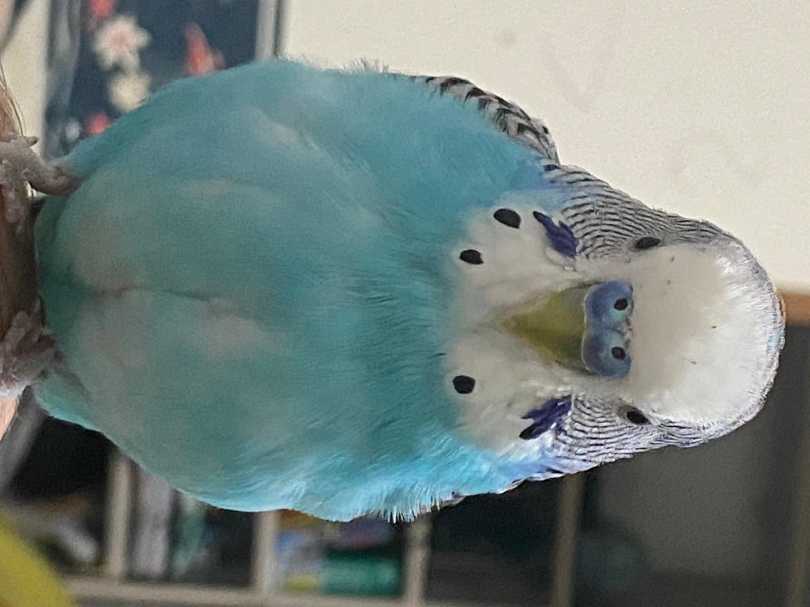 ロッペちゃん ロッペちゃん
