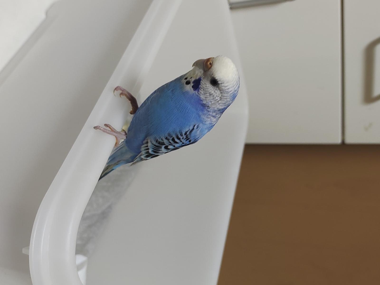 保護された鳥 保護された鳥