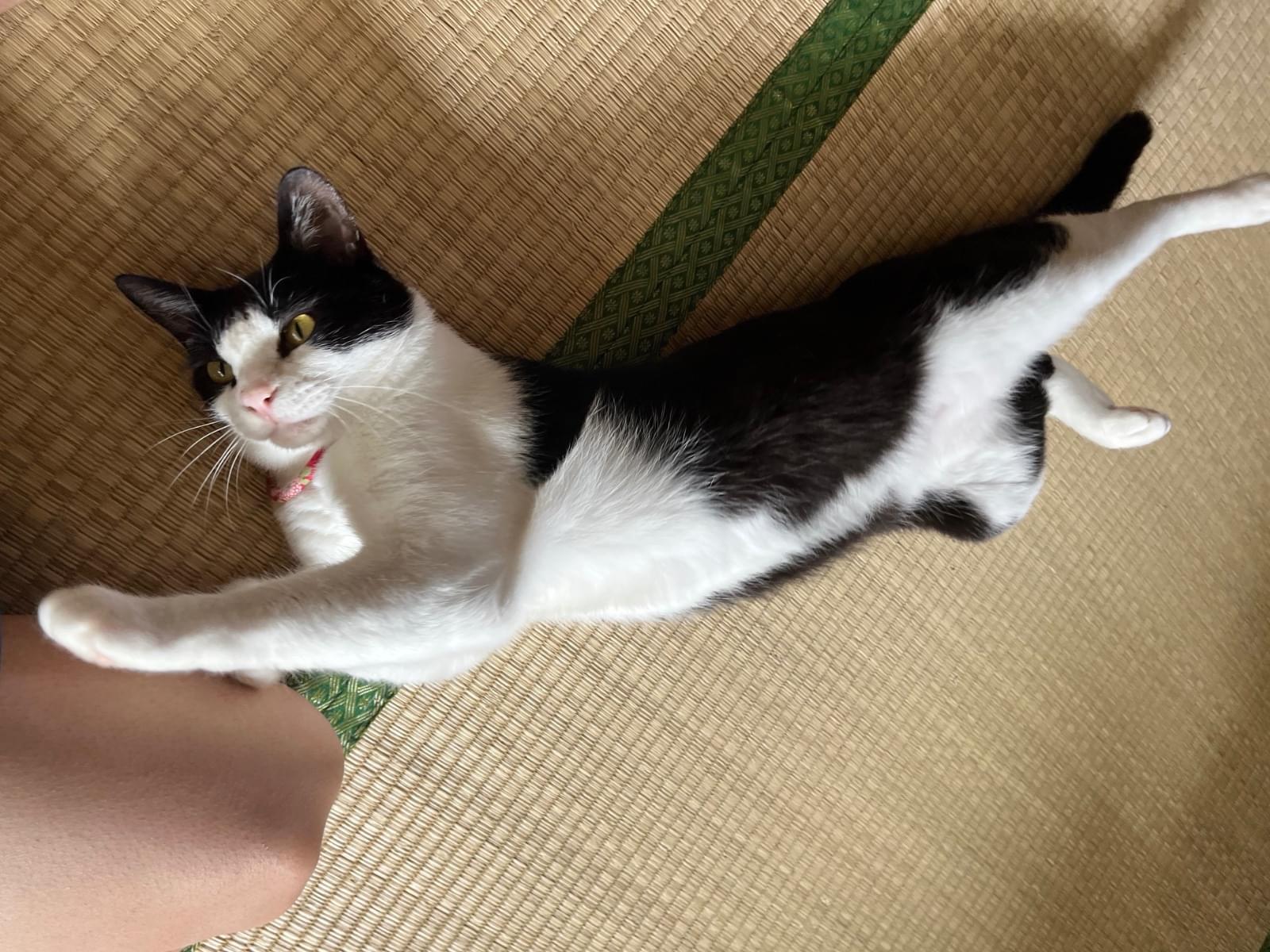 にゃあちゃん にゃあちゃん