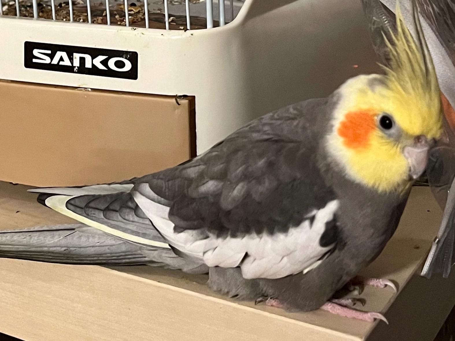 オカメインコちゃん オカメインコちゃん