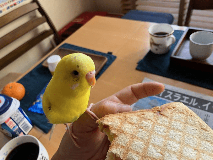 モネちゃん