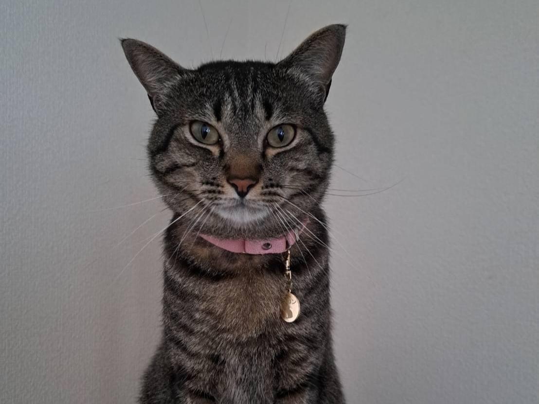 マロンちゃん マロンちゃん