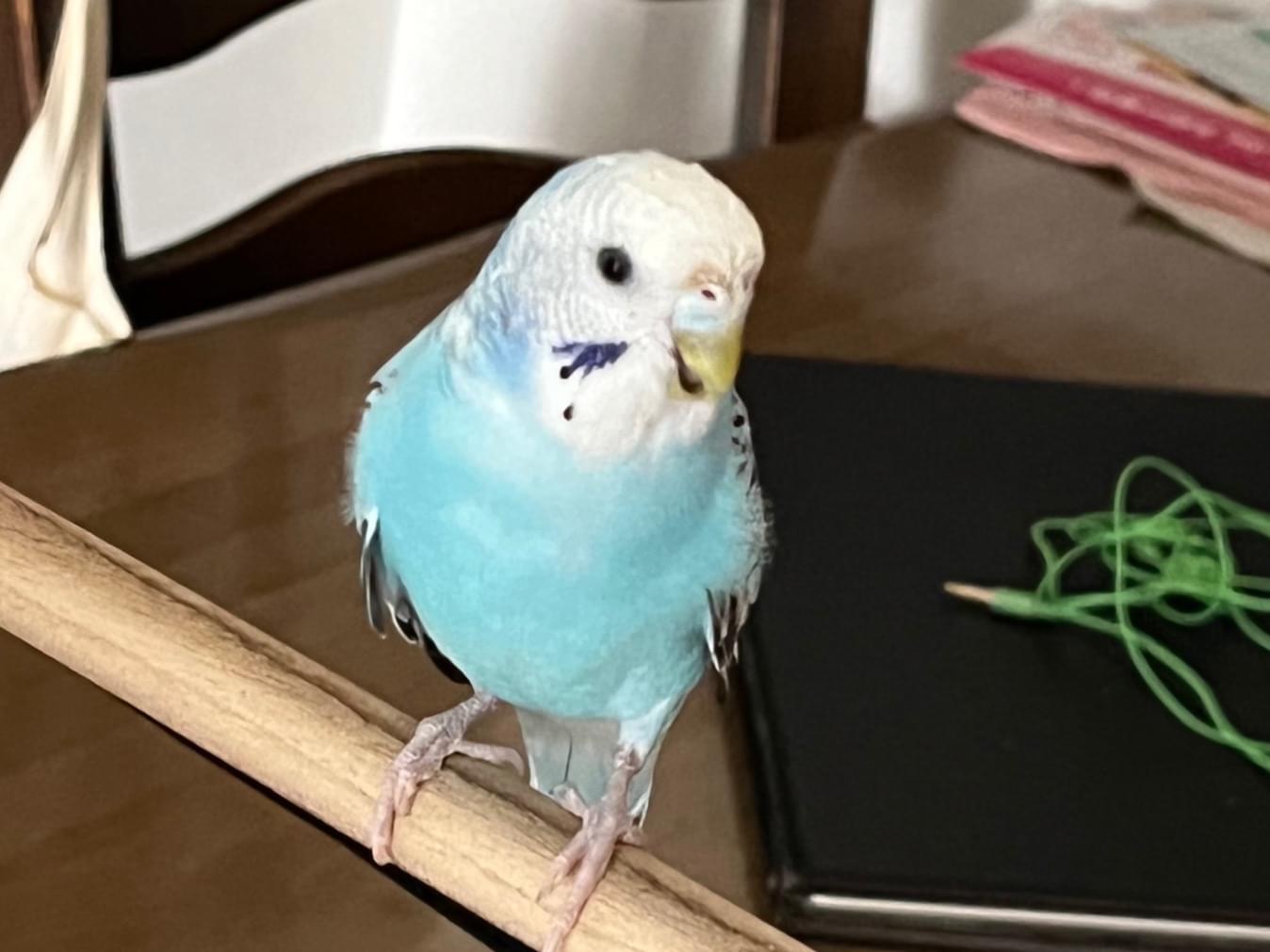ぶるーちゃん ぶるーちゃん