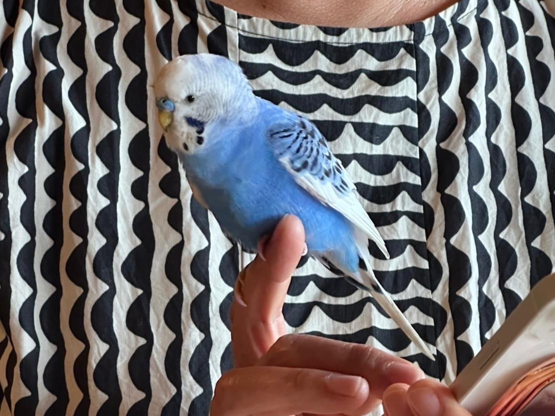 保護された鳥 保護された鳥